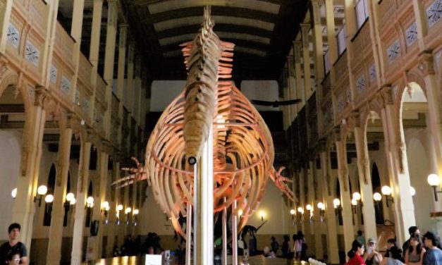 Museo Nacional de Historia Natural: Un palacio para el patrimonio