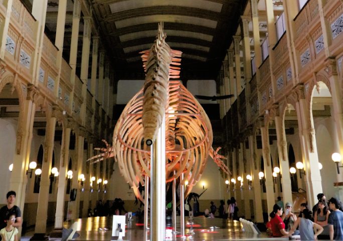 Museo Nacional de Historia Natural: Un palacio para el patrimonio